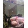 Axolotlwitwer zu verschenken 