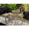3 Axolotl mit Aquarium, Technik und viel Zubehör