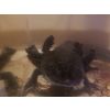 “Reserviert” Verkaufe Aquarium mit 2 Männchen und 1 Weibchen 