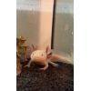 3 Axolotl suchen neues Zuhause 