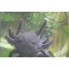 Junge Axolotl 