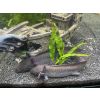 Adulte Axolotl 
