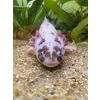 3 Axolotl mit Wasserkühler suchen 