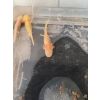 Axolotl verschiedene Farben, BD Frei getestet, in NRW und Niedersachsen