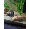 Axolotl abzugeben 