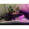 Axolotel plus Aquarium 