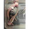 Axolotl Harlekin und Axanthic Weißling Weibchen  BD negativ 