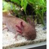 Axolotl Weibchen 