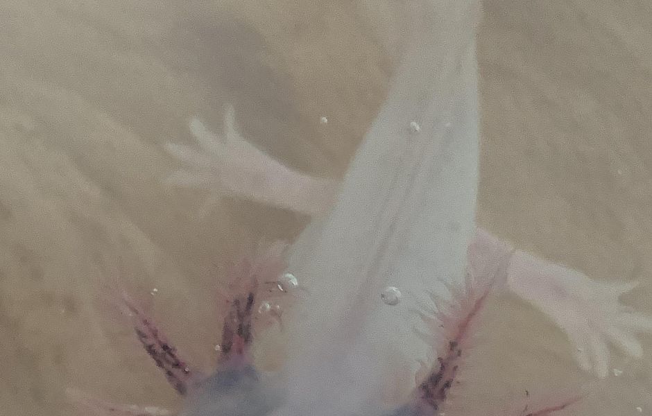 Axolotl-Nachwuchs abzugeben