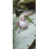 Axolotl Weißling mit Spots/Harlekin/Wildling/Weißling
