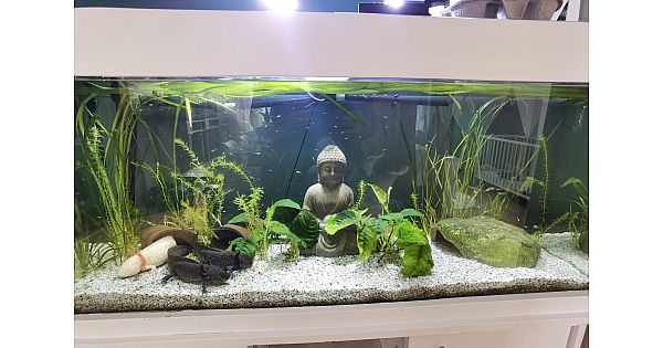 Komplettes Aquarium mit Axolotl