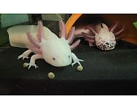 3 Axolotl plus Aquarium Pflanzen und Zubehör 