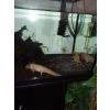 Zwei ausgewachsene Axolotl