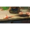 Axolotl Nachwuchs 
