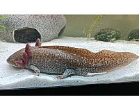 Axolotl Pärchen Harlekin Copper Weibchen Männchen 