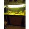 Aquarium mit Unterschrank und Axolotl
