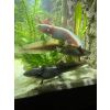 Axolotl abzugeben Aquarium Kühler usw