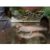 Axolotl Albino 2 Jahre alt