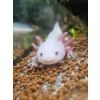 Axolotl-Weißlinge