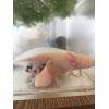 Selbstgezogene Albino Axolotl