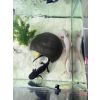Komplett-Set+1,80m Aquarium+Filter+Durchlaufkühler+Axolotl