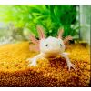 Axolotl sucht neues zuhause