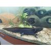 Axolotl Nachwuchs Melanoid weiblich/männlich 