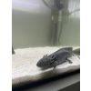 2 Axolotl Weibchen 