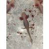 BD freie Axolotl Nachzuchten