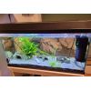 Aquarium mit 2 Axolotl zu verkaufen