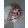4 gratis Axolotl