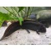 Drei schwarze XXL Axolotl 