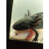 axolotl verschiedene