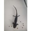 Axolotl Nachwuchs Melanoid und Copper (10 cm)