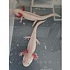 Axolotl Weißlinge/Albinos abzugeben