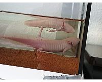 2 Axolotl kostenlos abzugeben