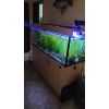 Axolotl Aquarium Komplett mit Besatz