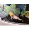 2 Axolotel + Aquarium mit Zubehör 
