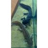 Axolotl (mit oder ohne Aquarium)