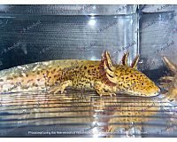 Glitzende Axolotl mit goldenen Iridophoren