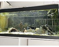 Drei Axolotl und Aquarium mit Kühler und Filter 