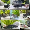 4 Axolotl - männlich u. weiblich