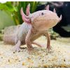 6 Axolotl (Elternpaar und ihre 4 Kinder) suchen neues Zuhause