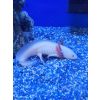 Axolotl Weißling