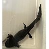 Axolotl Weibchen adult 