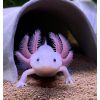 Axolotl Weißlinge und Albino bd frei 17 cm