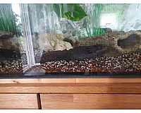 Zwei Axolotl  Wildlinge mit Aquarium und Zubehör 