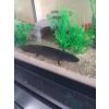Axolotl inkl Aquarium und Zubehör 