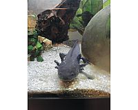 2 Axolotl Männchen