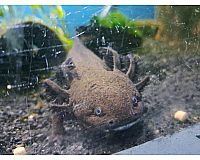 3 Axolotl zu verkaufen mit Zubehör